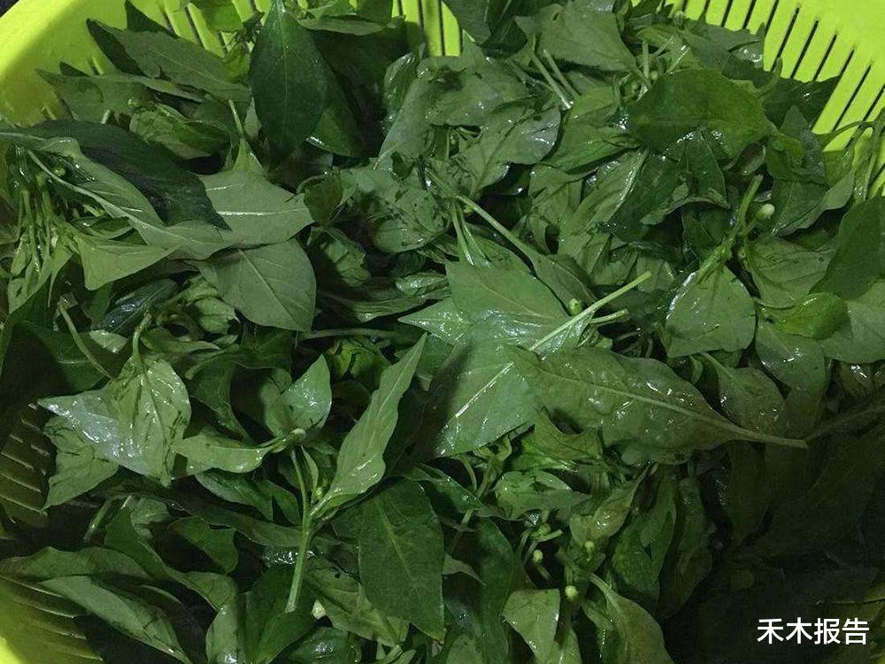 青椒■常被当“废物”丢掉，却不知是天然高钙菜，用来做腌菜味道绝佳