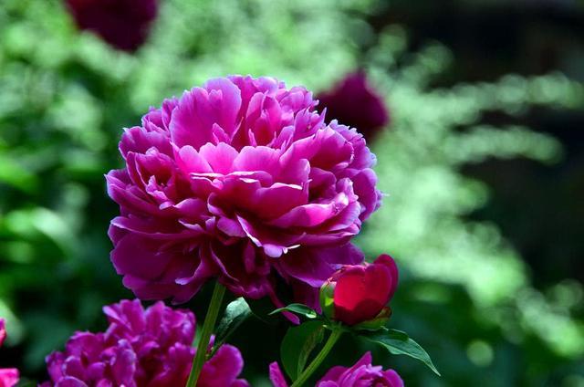 渴·望▲生来“财主命”的3生肖，左手招财，右手握福，财富滚滚！