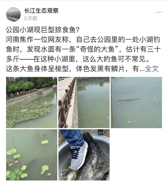 #河南#河南一小湖现“巨大黑影”，据称是一条凶猛大鱼，已被人钓起