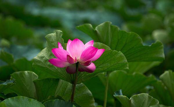 生肖@鼠年6月前,财喜两旺,心想事成,事业辉煌的五大生肖