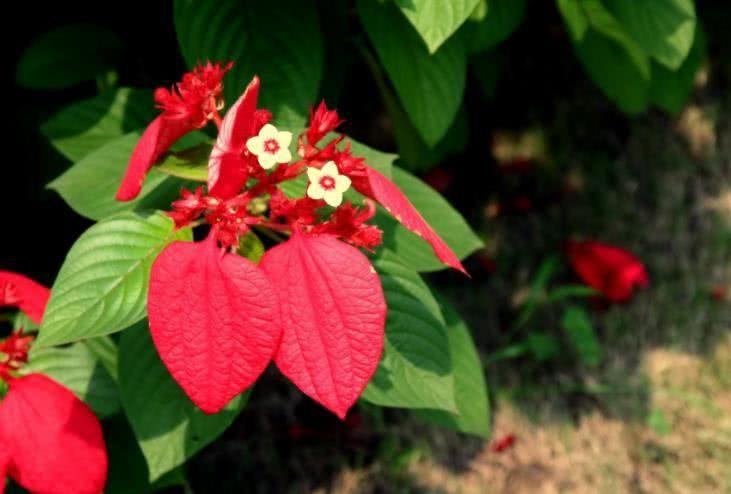 生肖|8月开始财源滚滚,贵人接二连三到来,开心发大财的四大生肖