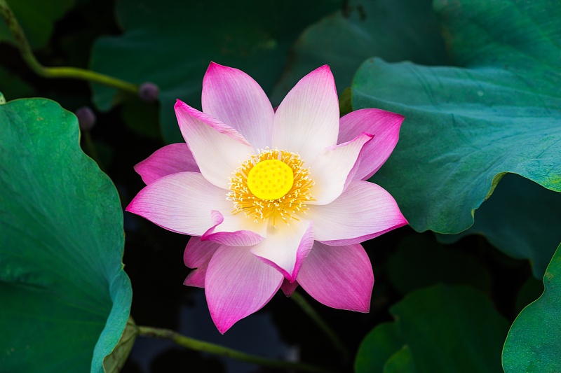 『生肖』恭喜!5月上旬,好运不间断,喜事不停歇,富贵如雨下的属相