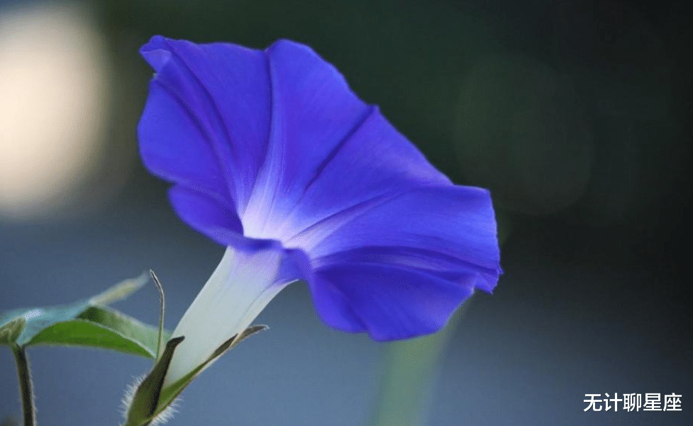 |最容易吃“回头草”的4个星座，没有任何坚持，这样做自有想法