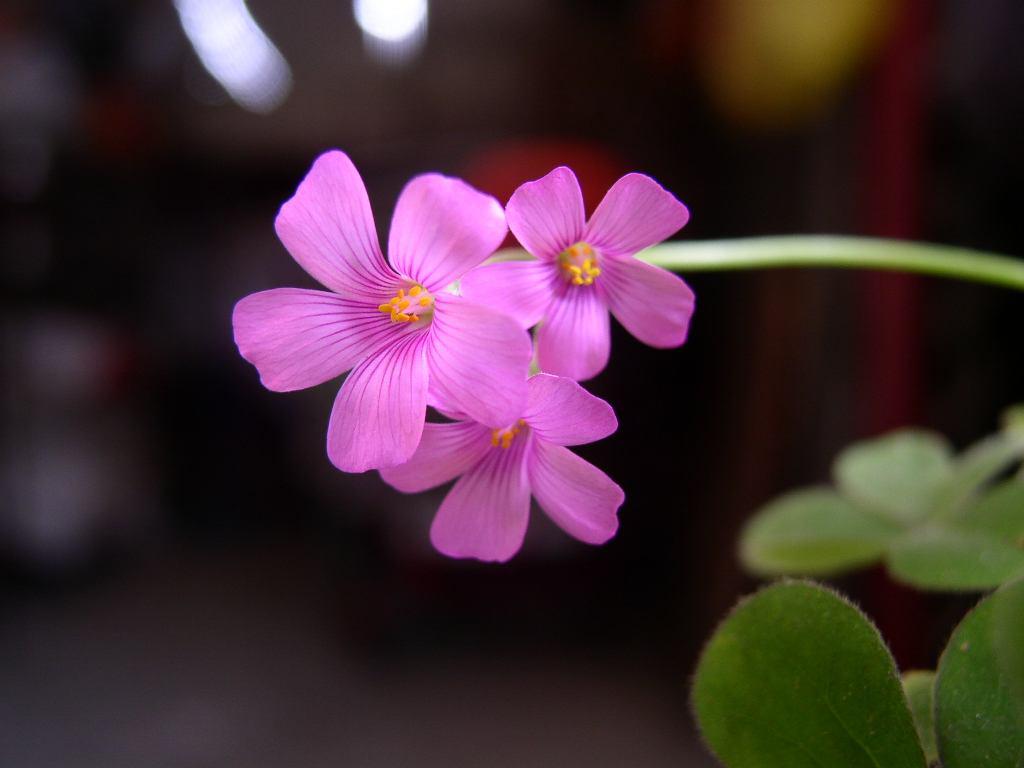 运势|8月运势暴涨，好消息不断，重振旗鼓突破重重困境的几大星座