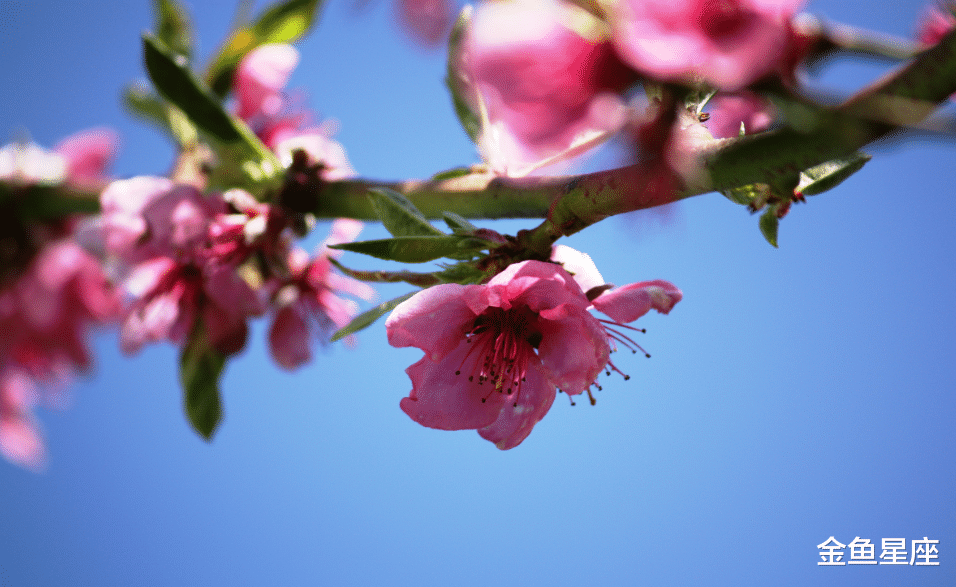 「生肖」最近十天遇财神爷，横财不断，最容易暴富的生肖