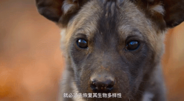 豆瓣|豆瓣9.4分，却只有两千人看过：这部纪录片，我不敢看第二遍…