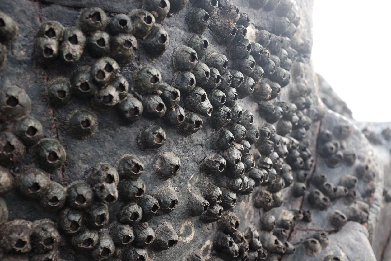 「鲸鱼」海洋中最难摆脱的寄生物,连鲸鱼都无法逃脱,它只是一个“弱鸡”