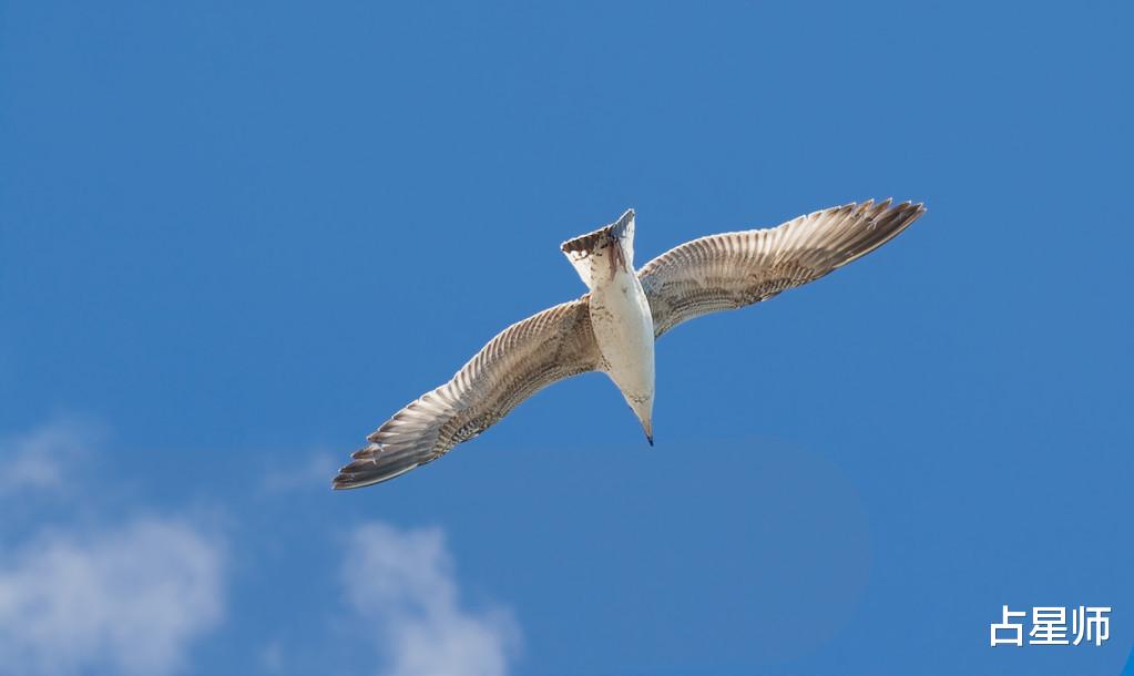 []（周运）凯莉_3月16日至22日星座运势：展翅高飞，勇敢面对