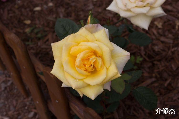 生肖|10月份，桃花纷飞飘上身，姻缘喜相逢，良缘牵手心相连的4大星座