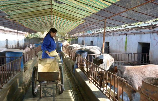 生猪价格|猪价又“暴涨”？猪价能在11月翻身吗？附：11月1日最新猪价