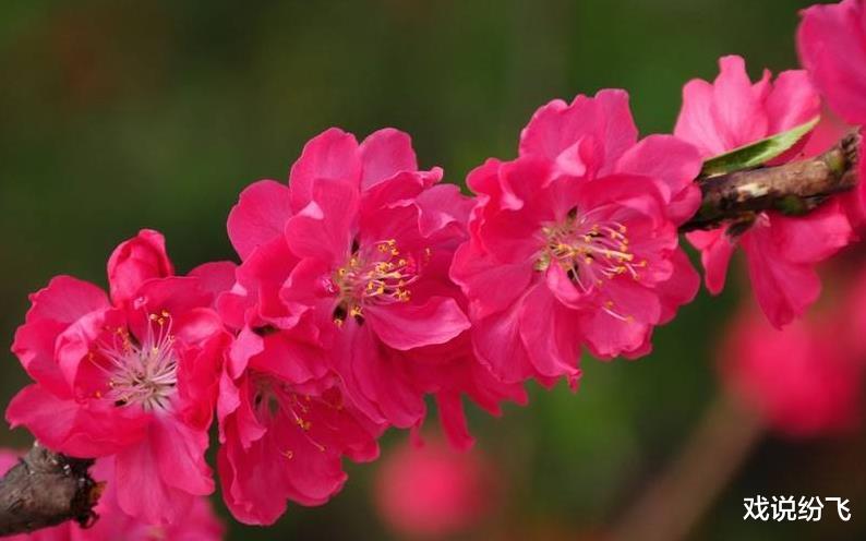 生肖■3生肖你是聚宝盆，机遇来临，财富一路飙升，身价翻倍到明年