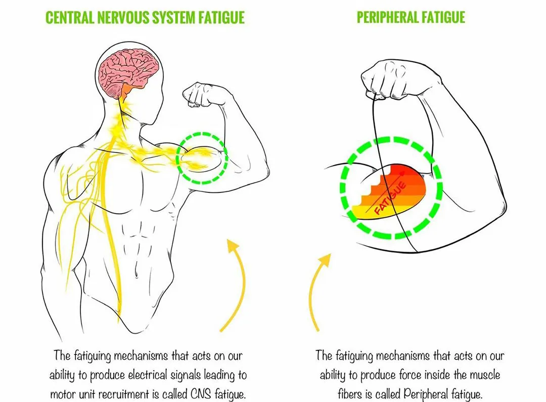 |身体疲劳，为什么不建议你强撸铁！