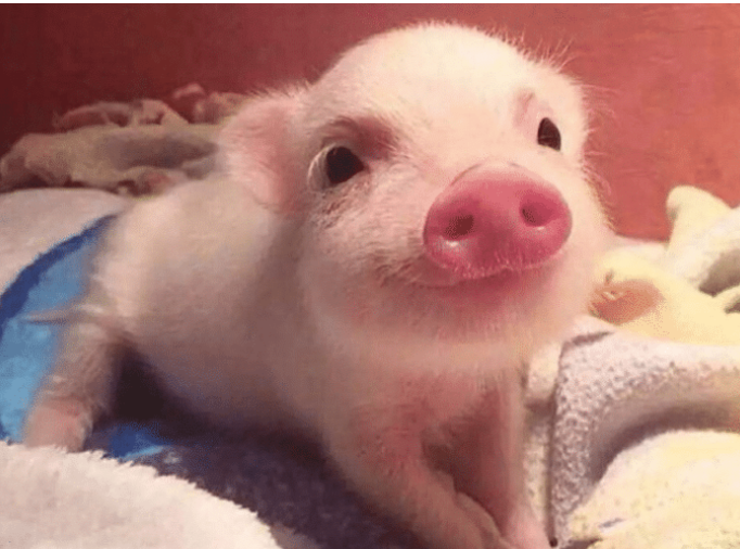 [野猪]猪那么笨那么蠢，为何进化没有灭绝，看看它们祖先就明白了