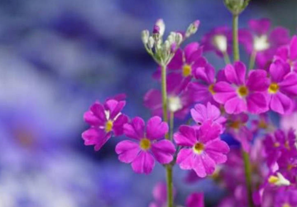 旧爱|十二生肖中，3生肖事业大攀升，财帛大赚，横财躲不掉