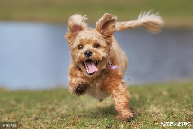 狗狗爱主人至深，会有这7种“示爱”行为，你有收到过吗？