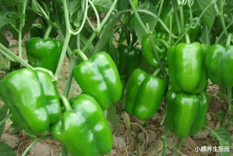 青椒|打了激素的青椒怎么辨别?菜农:教您一招,以后别再买错了