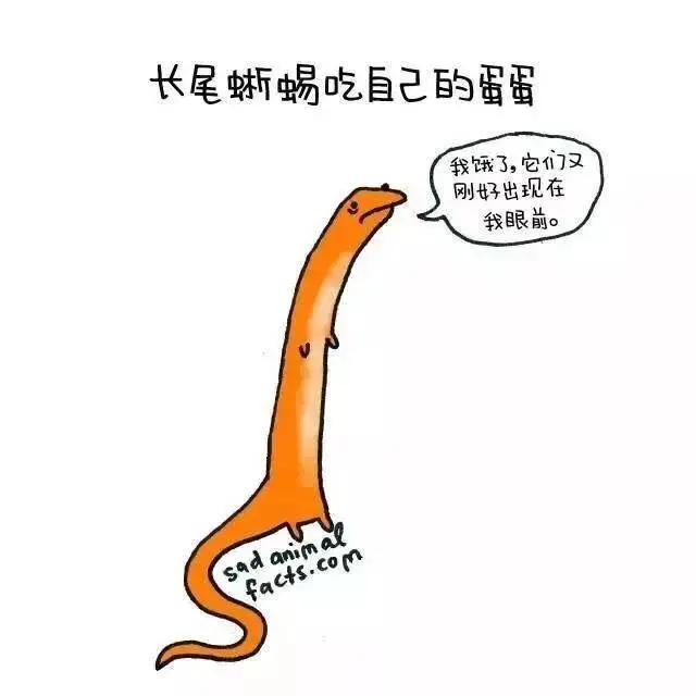 动物冷知识|这些动物冷知识,能知道五个就是大神了吧?