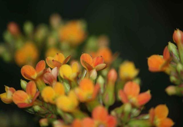 【生肖】未来半年将会有好运连连，职场业绩出色，赚钱更加容易的三大生肖