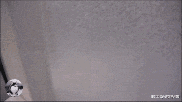 小主人在浴缸里玩，德牧跟秋田犬挤了进来，结果它们悲剧了