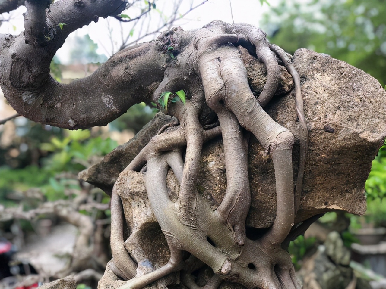 睹图 男子有棵根茎长在石头里的盆景树，有人出14万嫌价格低不肯卖