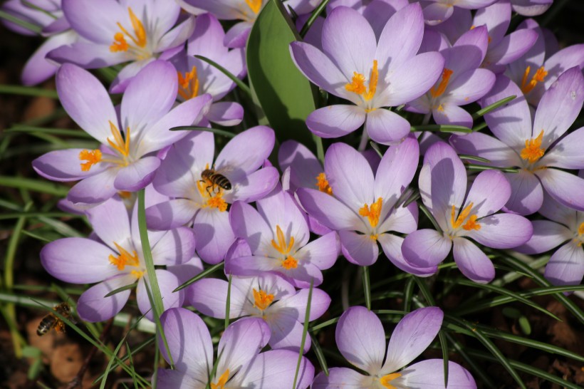 【生肖】7月上旬,月老送姻缘,朝思暮想的良缘来临,遇真爱的四大生肖