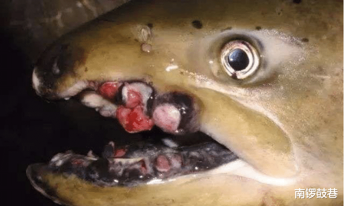 三文鱼@到底还有多少秘密？美国转基因三文鱼：不能生育，不准在美国养殖