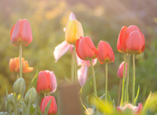 运势|10月9日开始，4属相运势如日中天，事业蒸蒸日上，双喜临门