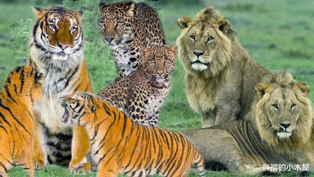 「老虎」中国首只虎狮虎兽诞生，为什么老虎可以和狮虎兽生下幼崽？