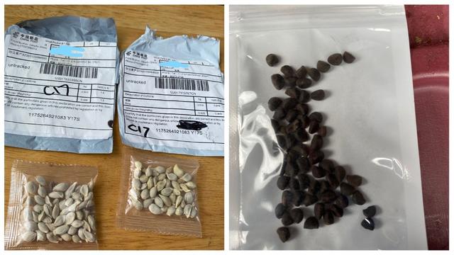 美国|美国多州收到怀疑中国寄出种子 政府呼吁不要乱栽种