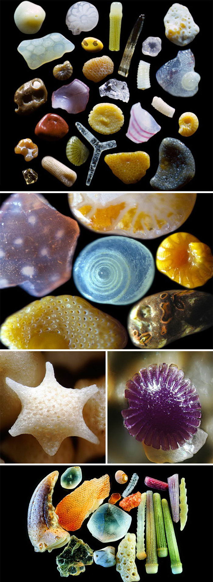 蝴蝶|20张罕见的图片为您打开了您从未见过的世界的新视角