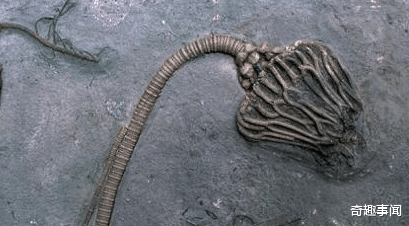 「科学家」科学家发现三亿年前神秘“螺丝钉”?
