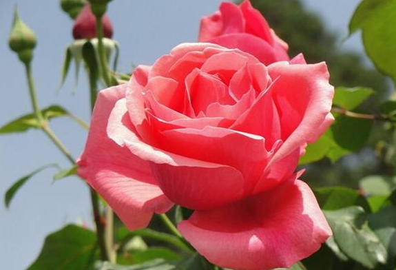 生肖|天生“凤凰命”的3个生肖女,生活越过越滋润,夫妻恩爱子女孝顺