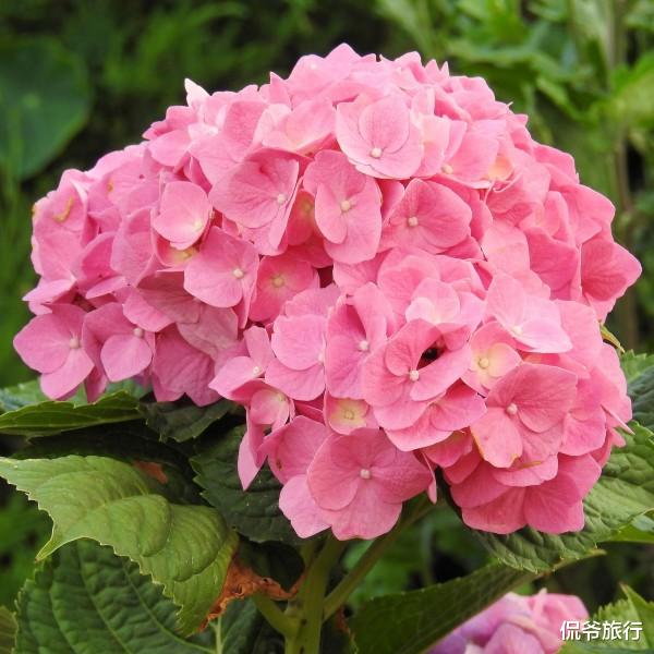 生肖▲6月16号好运缠身，“紫气东来行大运，大吉大利发大财”的3生肖