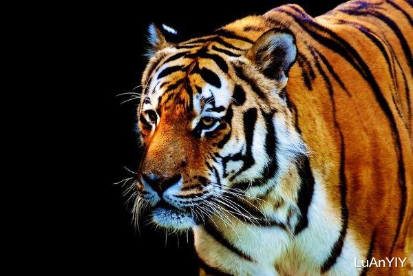 运势|生肖虎：9月将会发生的大事件，彻底改变你的人生！