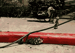 |“钓鱼钓到这玩意，还真没见过，这是啥鱼？”凉皮哈哈哈哈哈哈哈