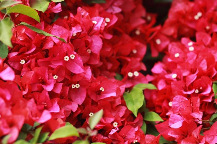 生肖|在9月9日起拨云见日，好消息扎堆，好运接二连三的出现的四大生肖