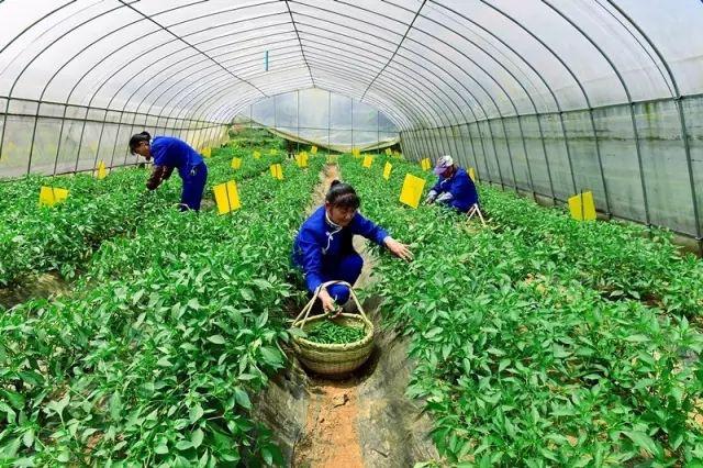 『』最金贵的辣椒，一亩地只产7两，一斤价钱高达300元