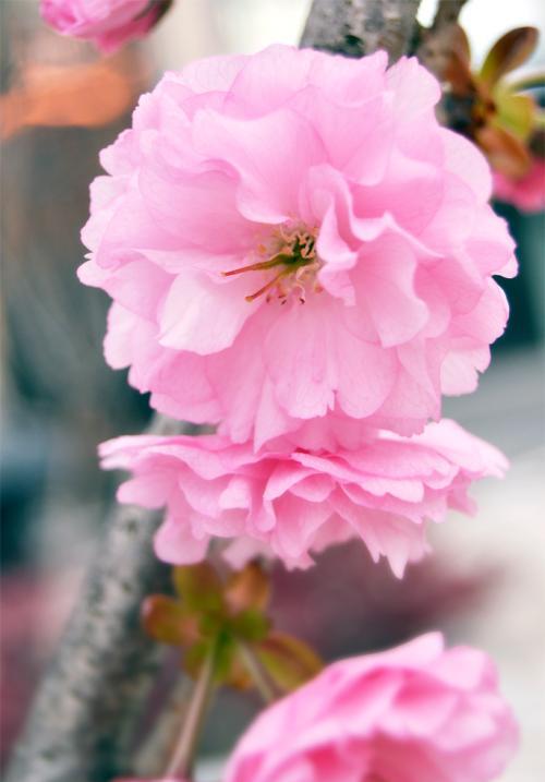 生肖|下半年爱情事业双丰收的三大生肖，鸿运当头！很多人羡慕不来