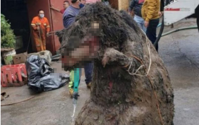 英国英鸟|墨西哥清理下水道，挖出巨鼠，体积比人还大，走近一看哭笑不得