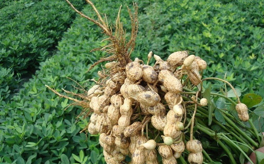 |吃生花生补什么吗?