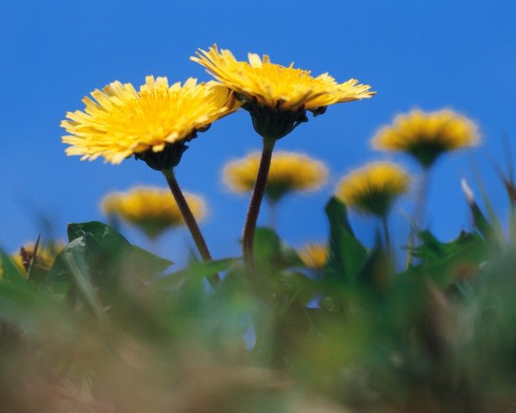 生肖|未来一周，3生肖好运降临，发大财，遇真爱，喜上加喜