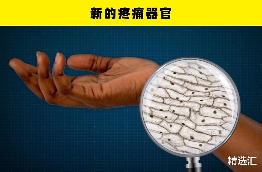 科学家|人体新发现：近些年来，科学家们所发现的7个新的身体部位
