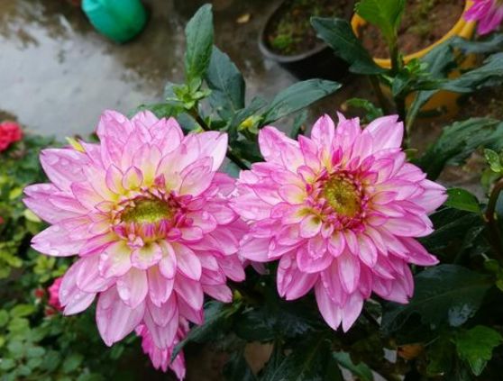 处女座@下个月，桃花浮动，旧爱重缘，爱的炙热，愿得一人心，白首不分离