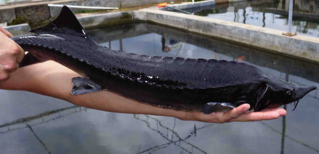 鱼子酱|法国人:中国人简直有毒,我们5万一斤的国宝美食在中国却200包邮