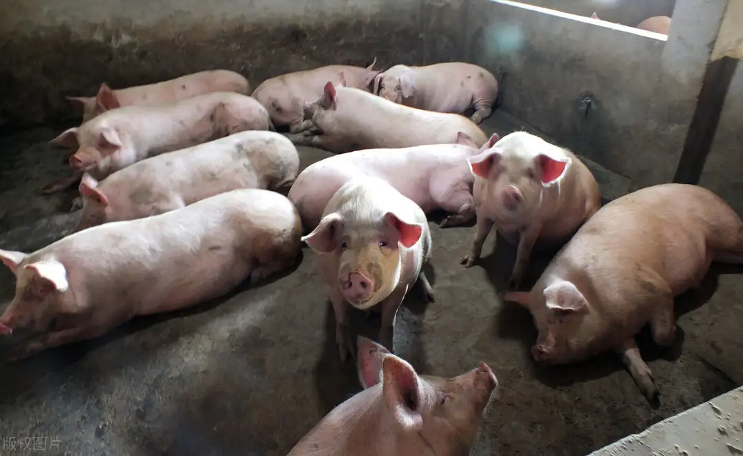 生豬產能恢復超9成，豬價已是最後的“瘋狂”？明年豬價要大跌？-圖4