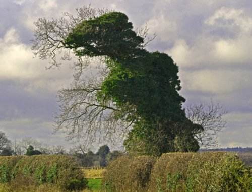 『』生长速度肉眼可见？中国又一植物引热议，被誉为地球生长之最