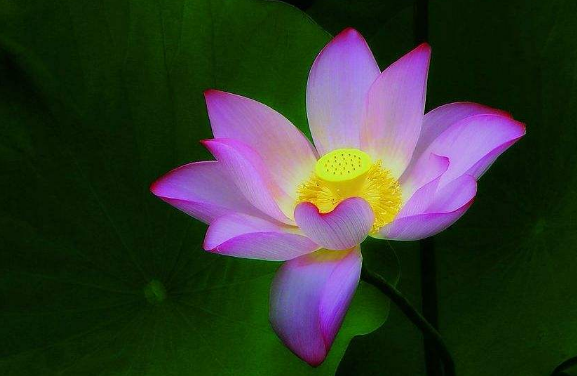 『』4月下旬，八方来财，3属相好事成堆，工作如鱼得水，福禄双收