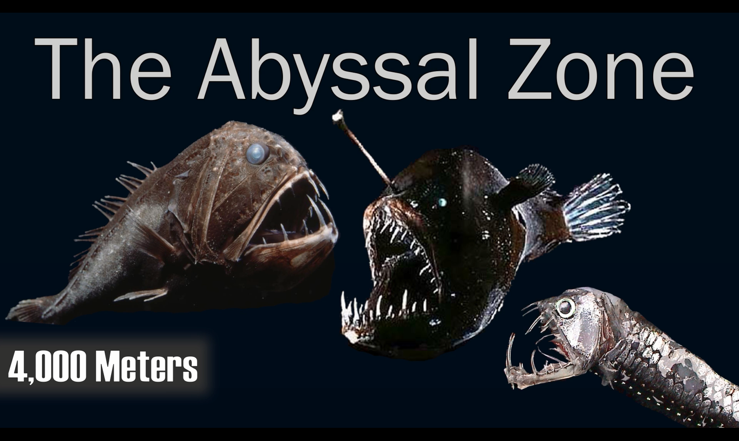 海洋生物|大海究竟有多深?看完这些你可能也会得深海恐惧症
