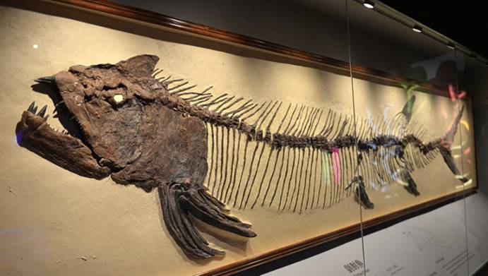 化石|7千万年的海洋巨兽，死亡原因太过奇葩，吃太多活活被噎死