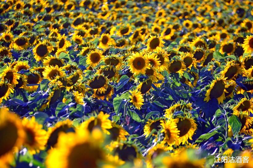 【运势】脚踏实地，贵人相助迎接光明 后偏财运爆棚，横财遍地的3大生肖